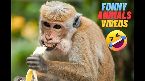 Funny Animals Playing