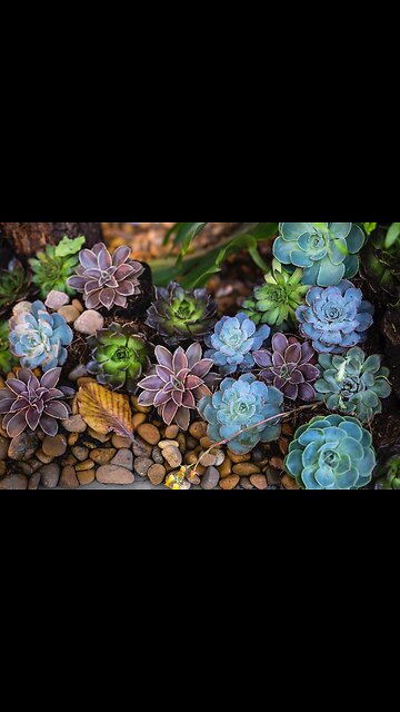 Transform any space with our 2 in 1 diffuser and humidifier!