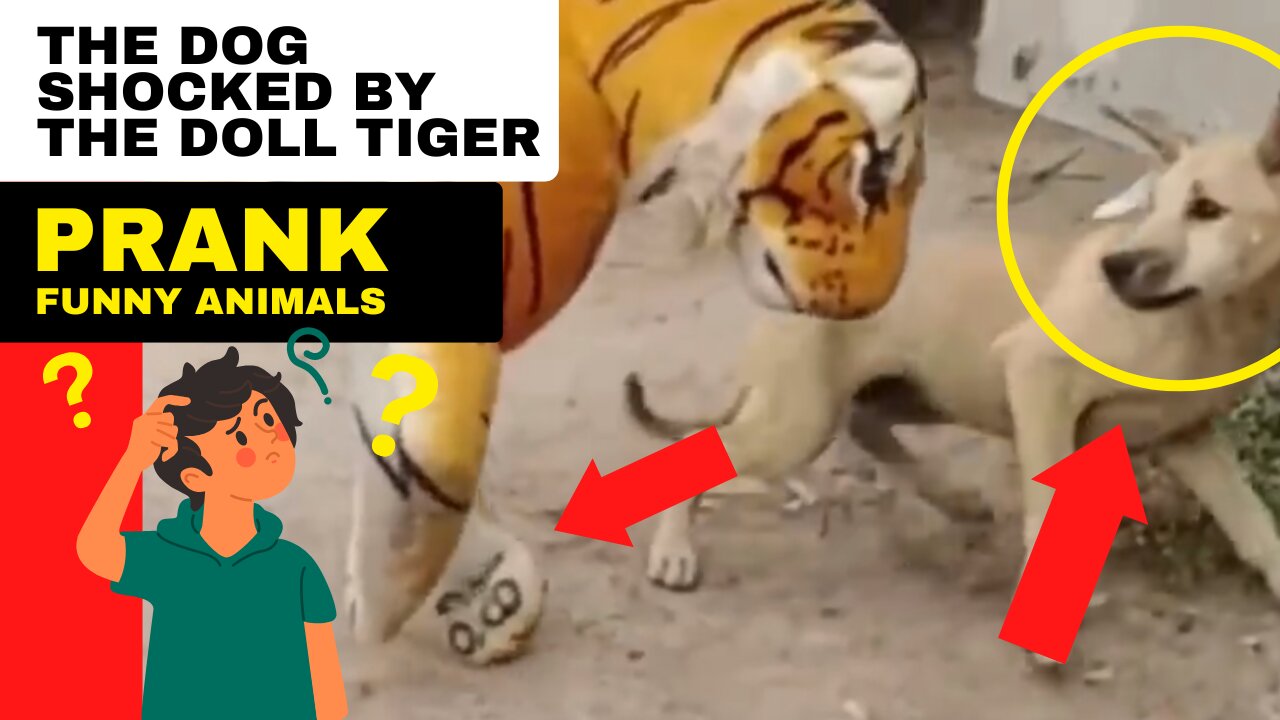 Funny Dog is shocked to see fake lion and Fake Tiger