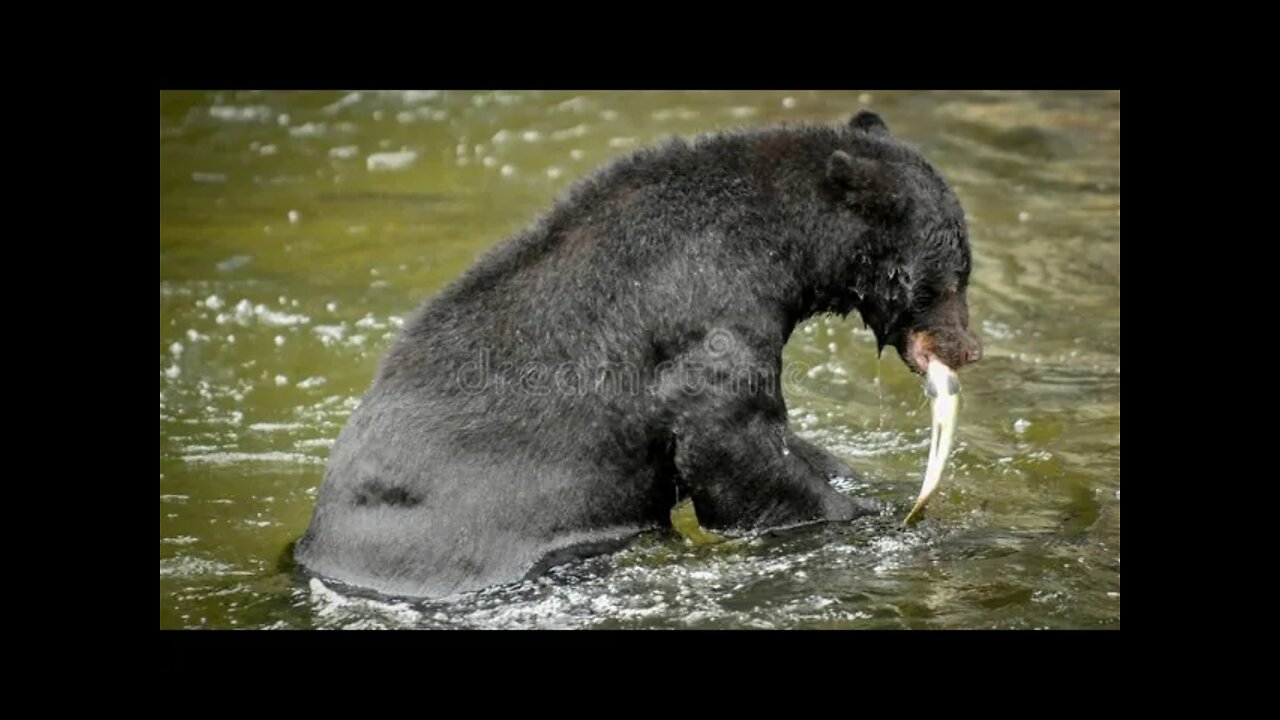 A Bear caught a fish!