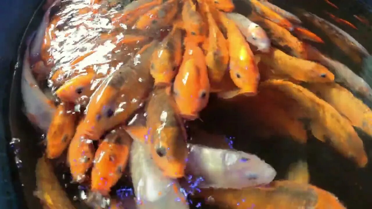 Hungry brocaded Carp, Koi Fish Feeding in a Pond in China Many fish crowded in pool ready for feedi