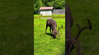 Reindeer with Velvet Antlers look cool