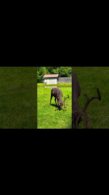 Reindeer with Velvet Antlers look cool