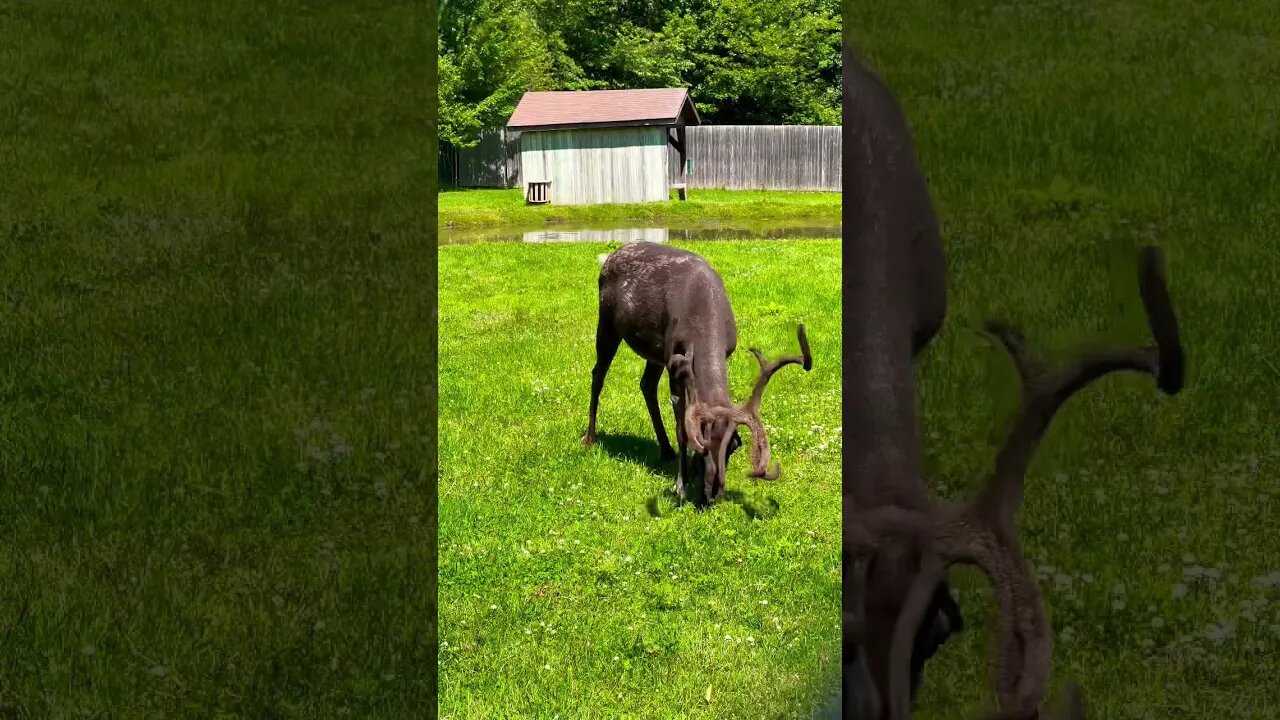 Reindeer with Velvet Antlers look cool