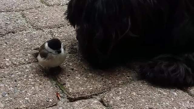 Dog and bird share incredibly unique friendship