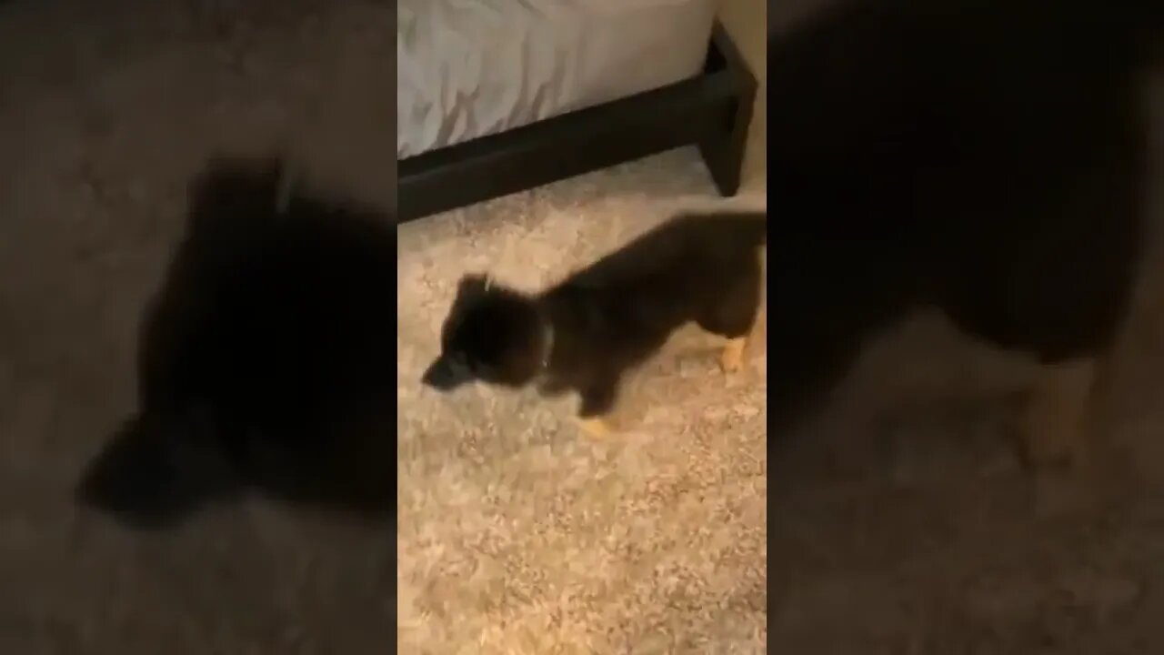 He's so proud of himself..🐕🐾🐈😅