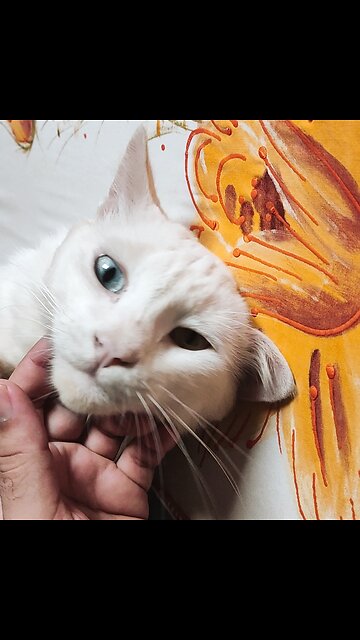 my cat has heterochromia 🤩😍