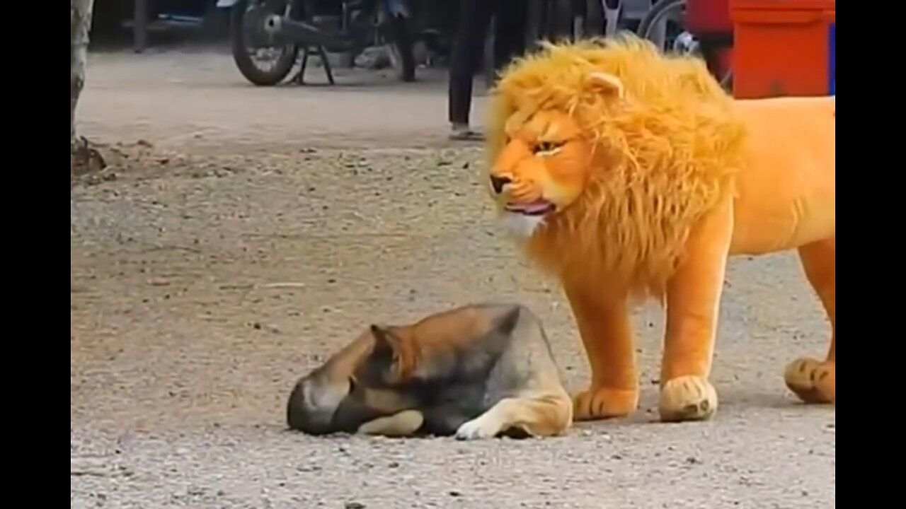 Hilarious Dog Reacts to Fake Lion Prank!