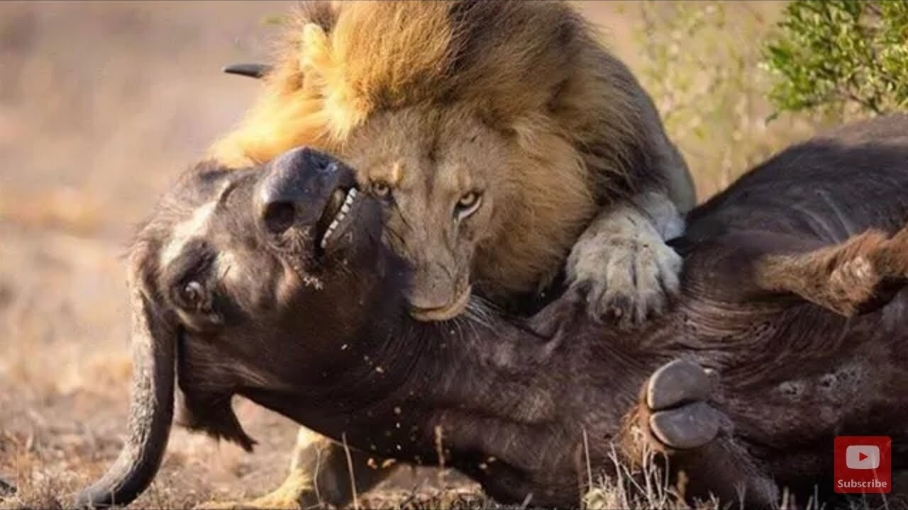 Lions feeding on a Warthog (not for sensitive viewers)