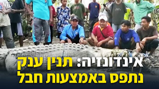 אינדונזיה: תנין ענק נתפס באמצעות חבל