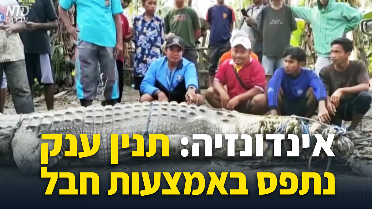 אינדונזיה: תנין ענק נתפס באמצעות חבל