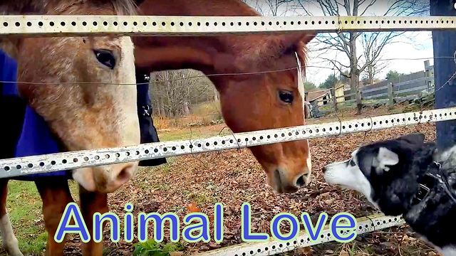 Friendly Siberian Husky Stops By To Greet Horsies Every Time He Goes For A Walk