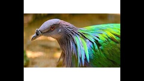 Most Beautiful Birds on Planet Earth