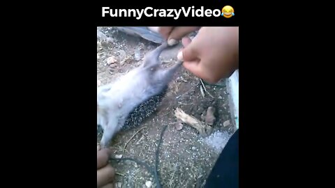 Mr FunnyCrazyVideo😂 Just Incredible Video Funny and Crazy #Like Follow for Follow 🥰