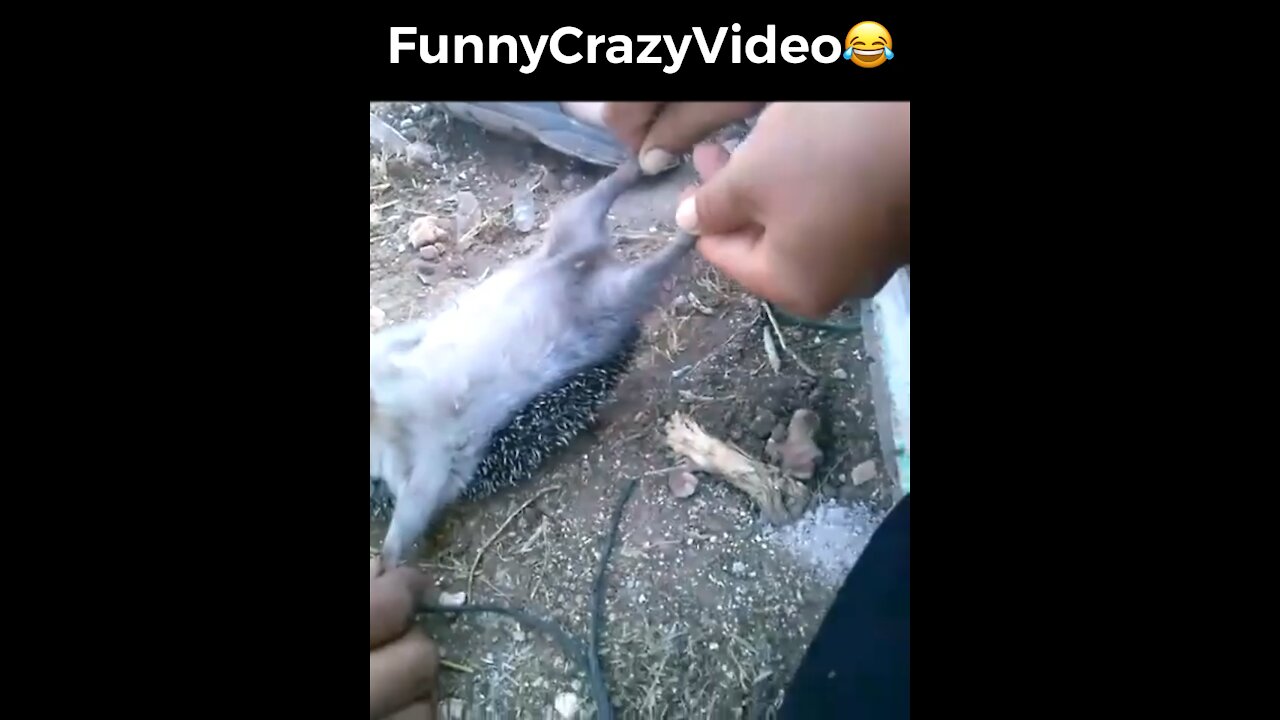 Mr FunnyCrazyVideo😂 Just Incredible Video Funny and Crazy #Like Follow for Follow 🥰