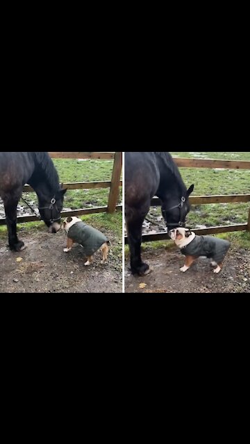 Bulldog Puppy Shares Special Bond With Horse Best Friend
