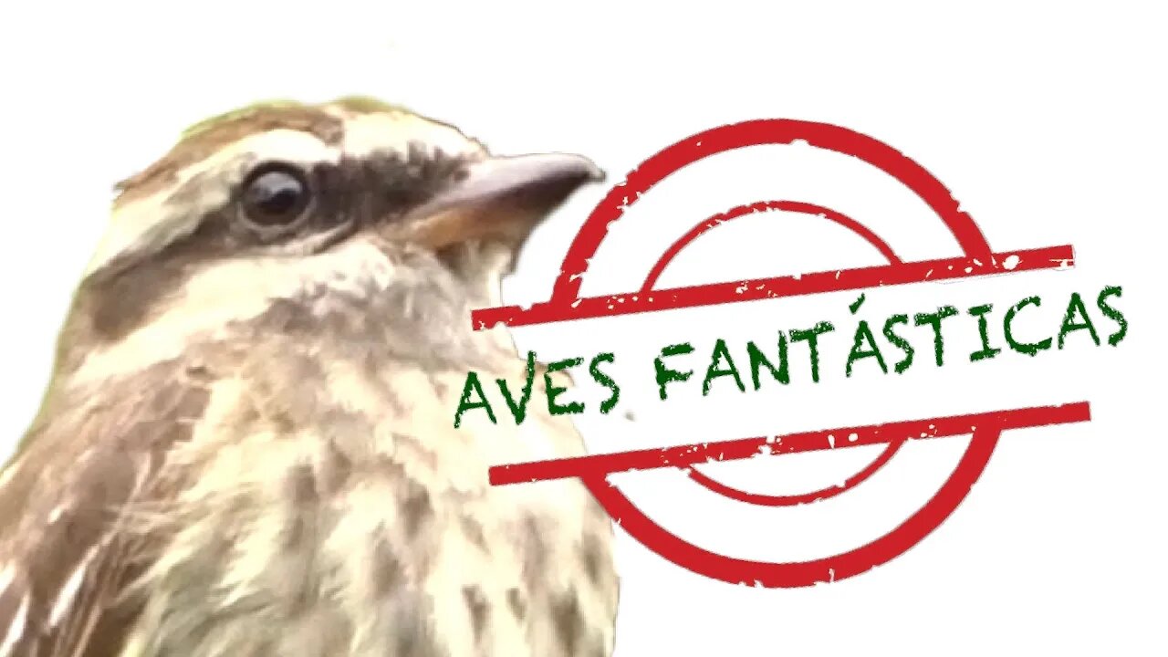 Pássaro Peitica na Chuva