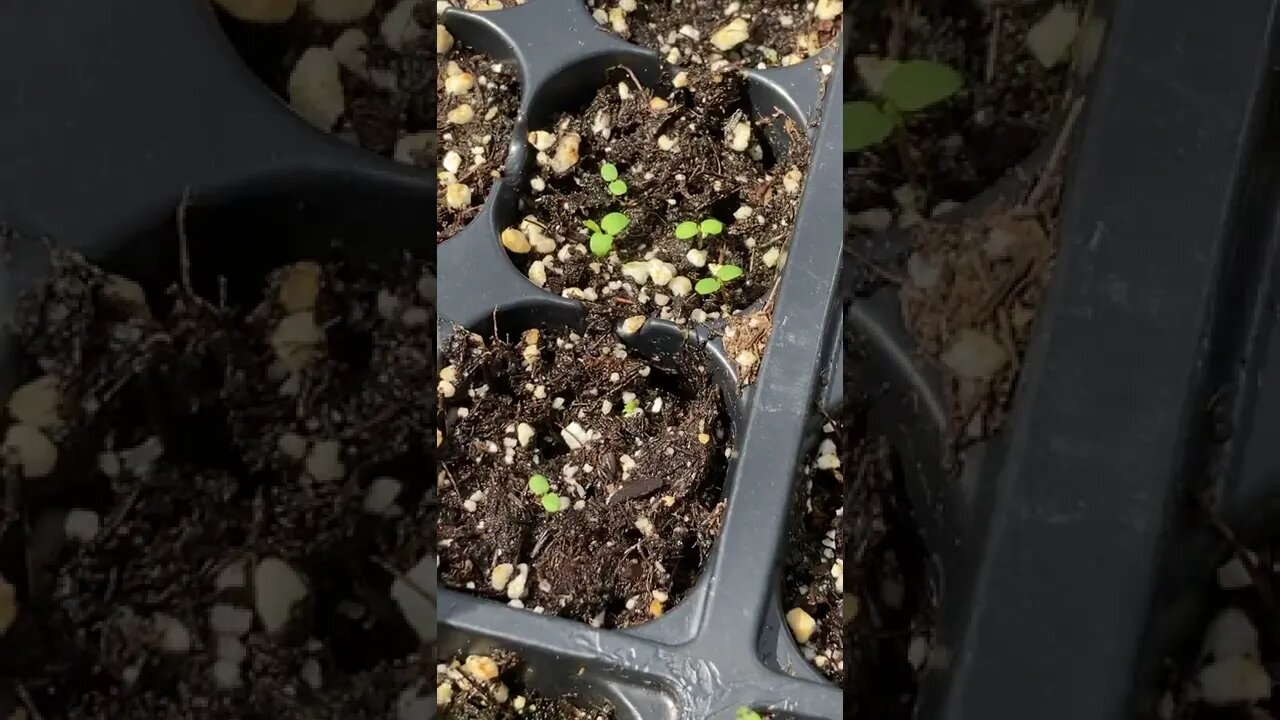 Garden Update #11 Tomatoes are less purple