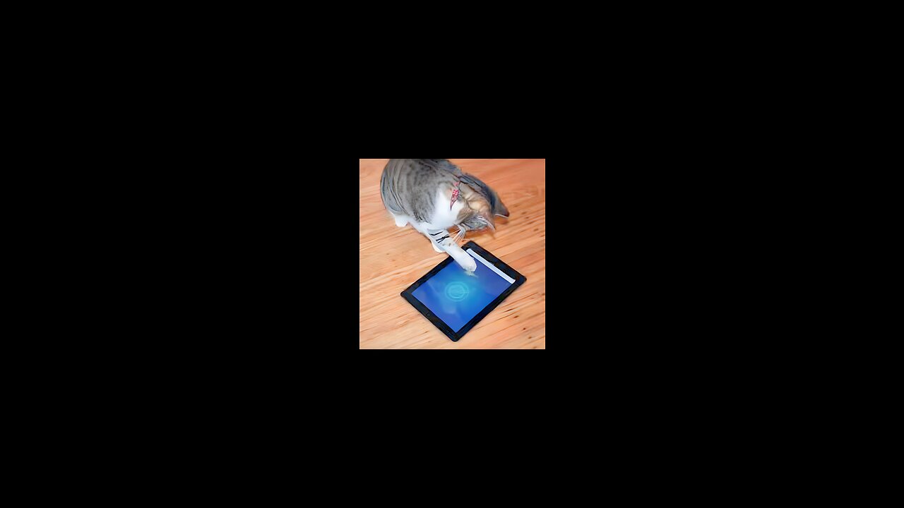 😱🧐CAT PLAY GAMES IN I PHONE 14 PRO MAX 🥶😱