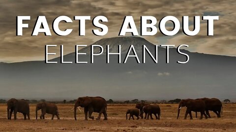 African Elephants: The Most Intelligent Animals on Earth.