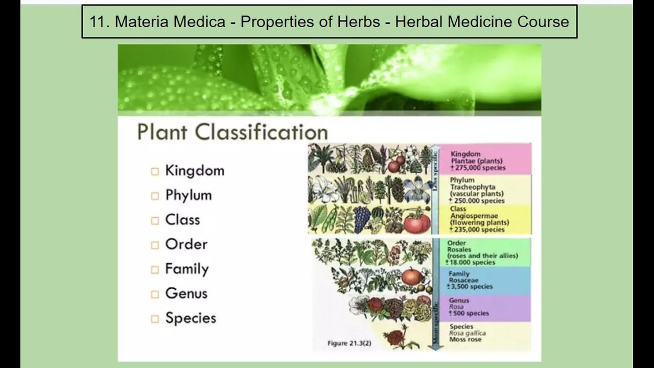 View "Personal Alkemy Class 11 of 16 part two - The Language of Life (Materia Medica)