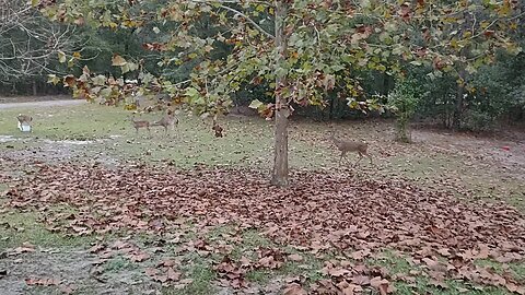 My Deer friends are back from hiding from Hunters