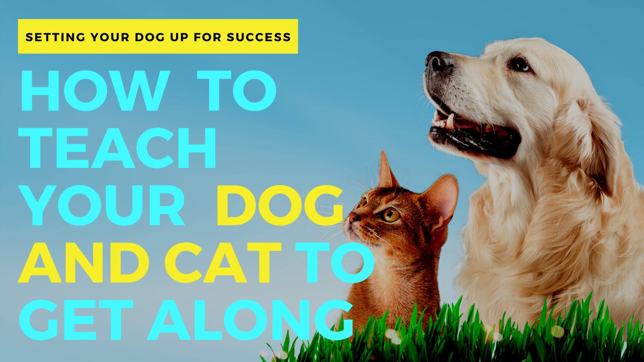 How to Teach Your Dog and Cat to Get Along