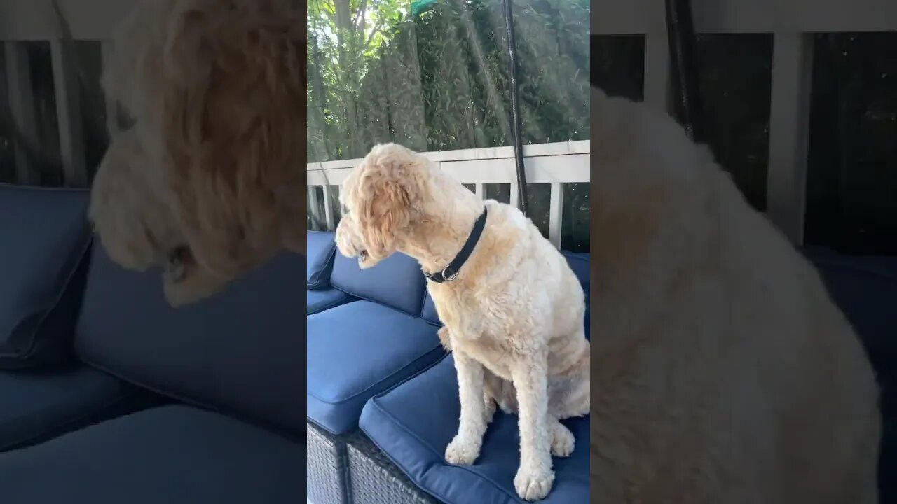 WINNIE