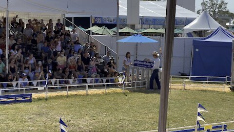 Alaskan Pig Race at the OC Fair