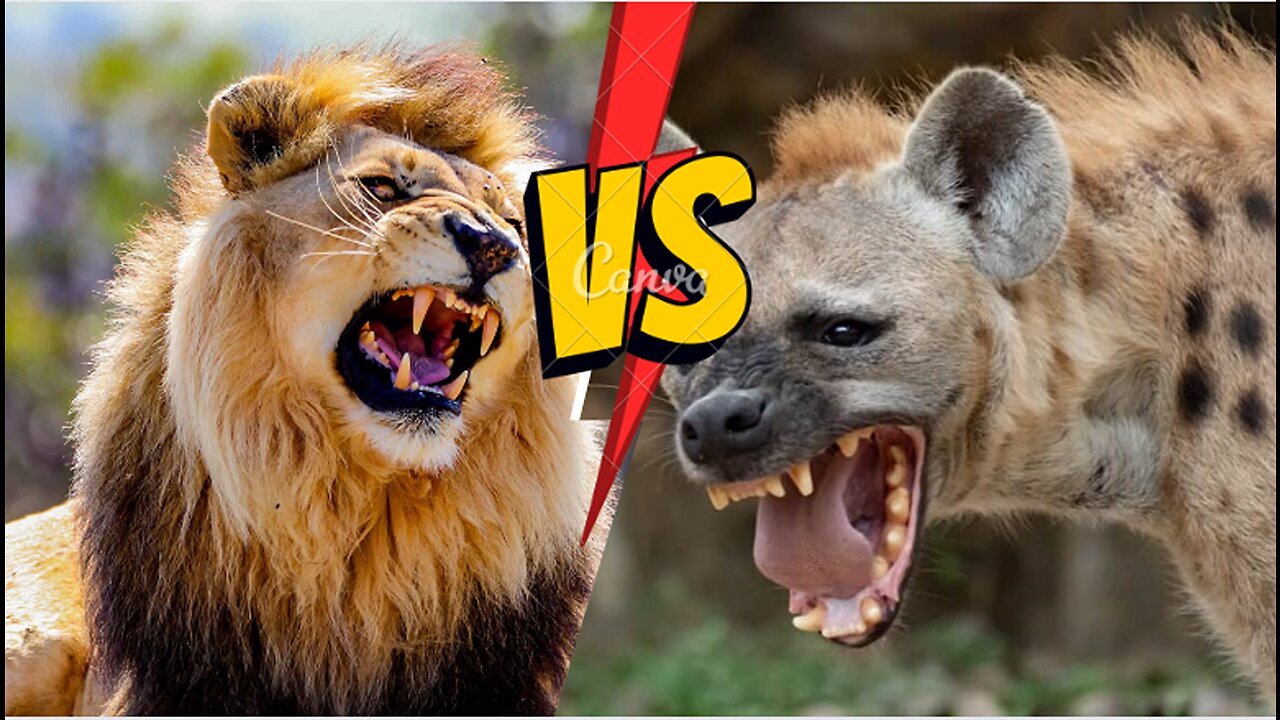 Lion vs. Hyena - Animal Fights 01 | TMI