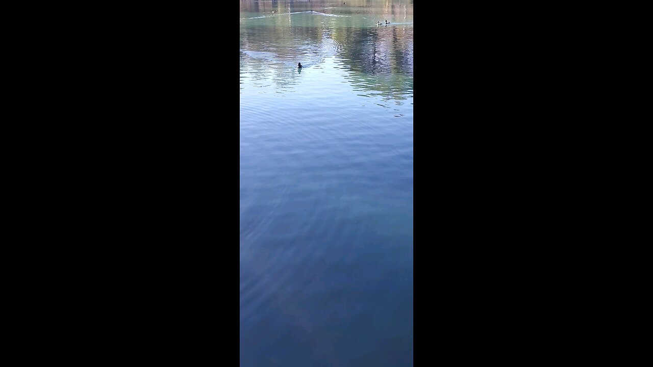 An American Coot Has A Chat With Me