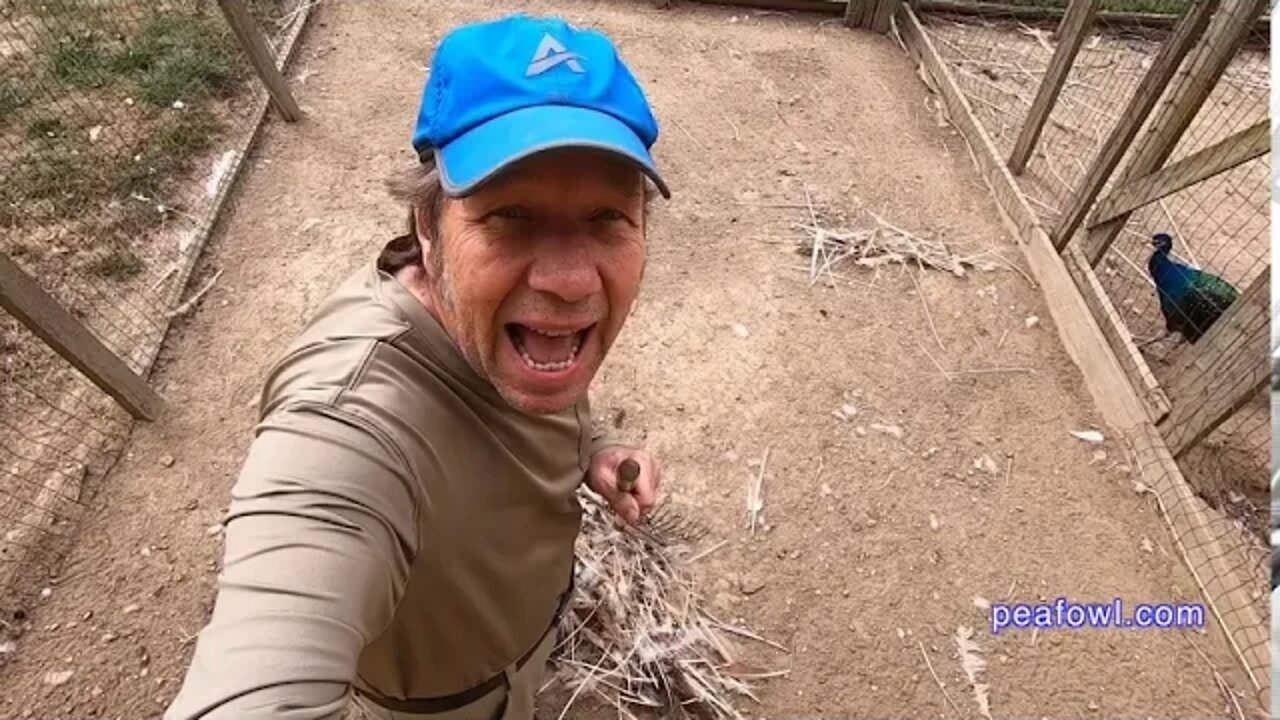 Cleaning The Peacock Pen,