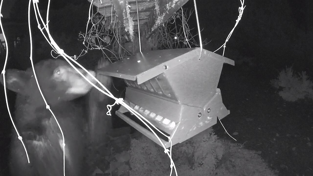 Security Footage Shows Bear Totally Demolishing Bird Feeder