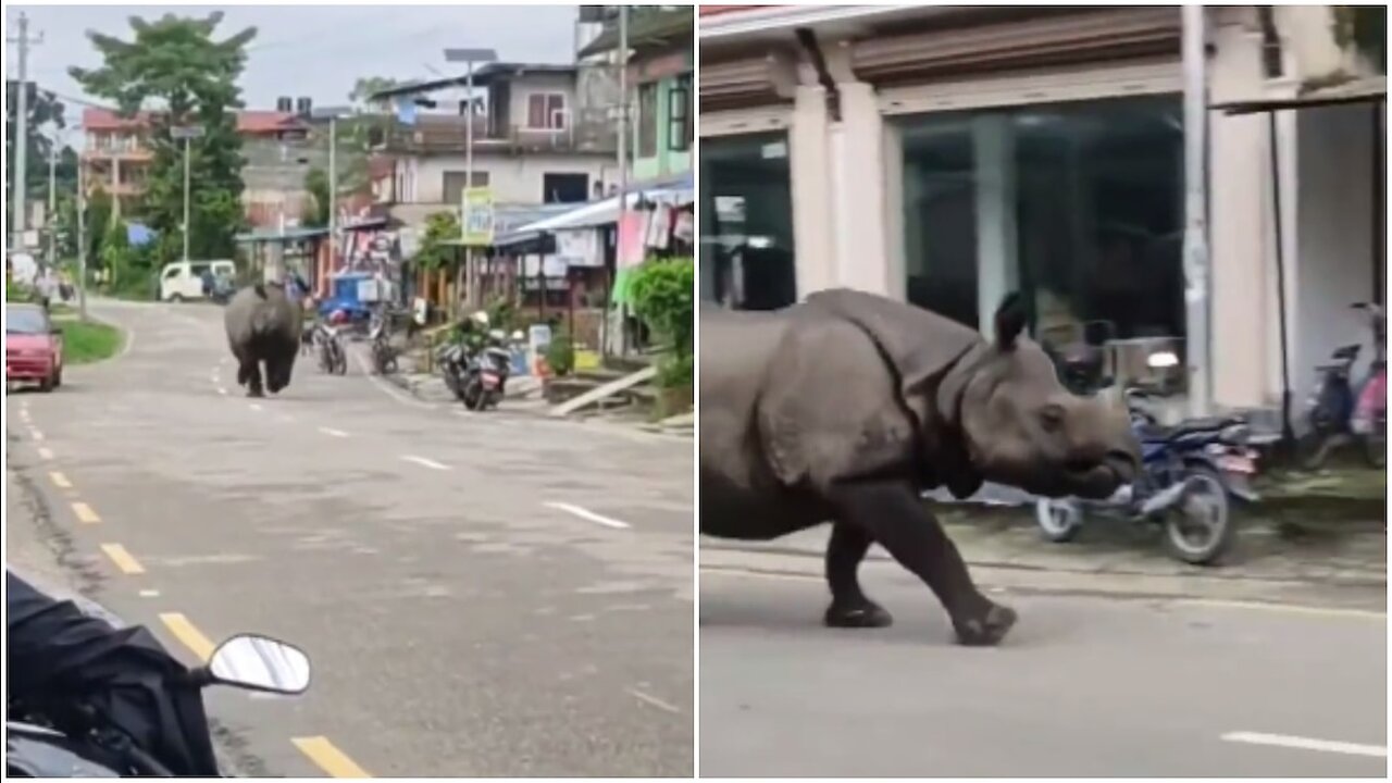 Rhino wanders in public. OMG must watch 🦏