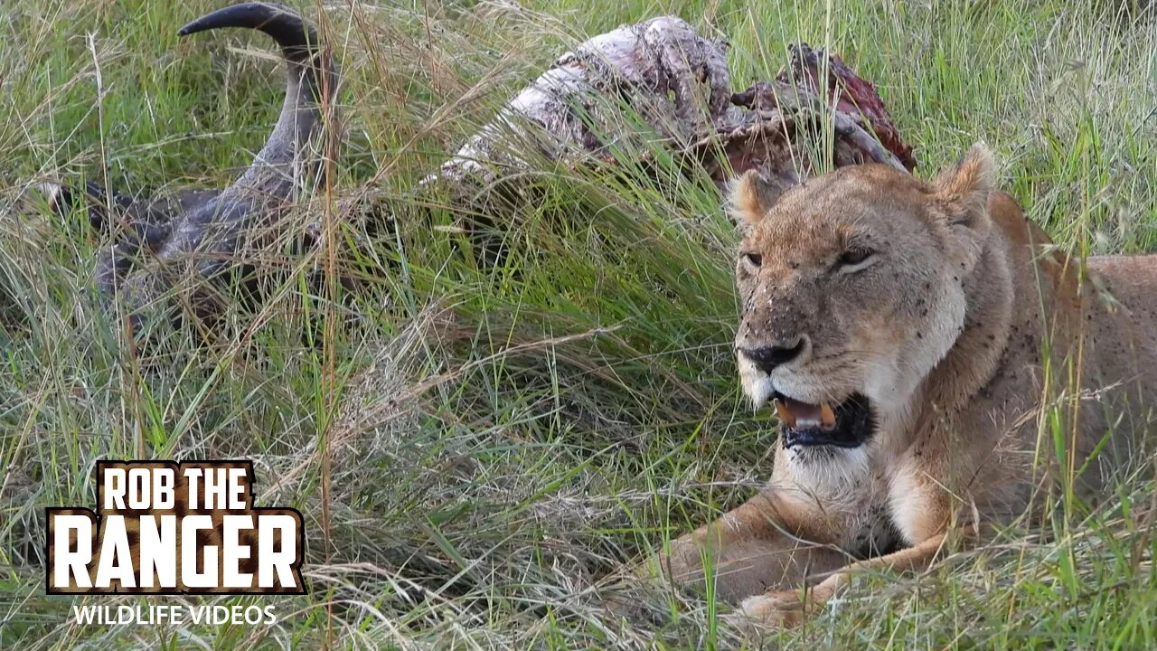 Lions And Vultures Chilling AfterA Buffalo Feast | Maasai Mara Safari | Zebra Plains