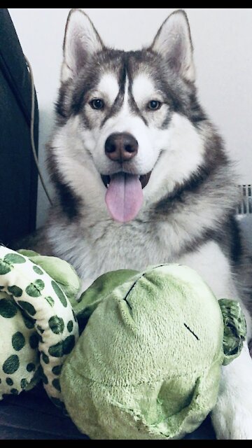 Husky pluck the frog