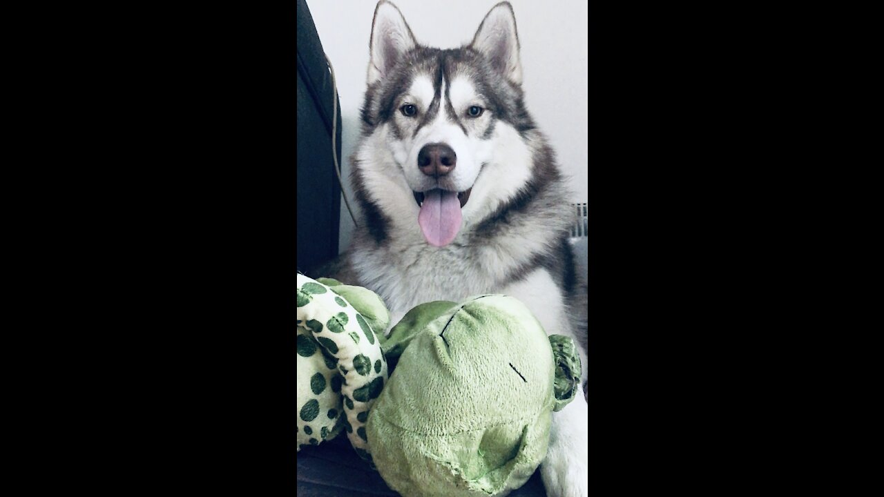 Husky pluck the frog