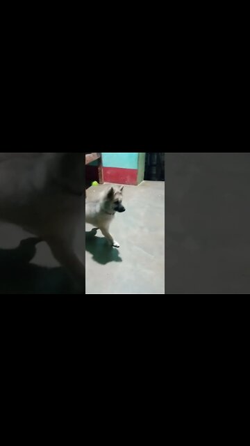 cute #dog short video| cute puppy shorts| #short #shortvideo #firstshortvideo #cutedog #dogs #shorts