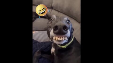 NEW FUNNY ANIMAL VIDEOS 😂 CATS AND DOGS VIDEOS 🤣😂