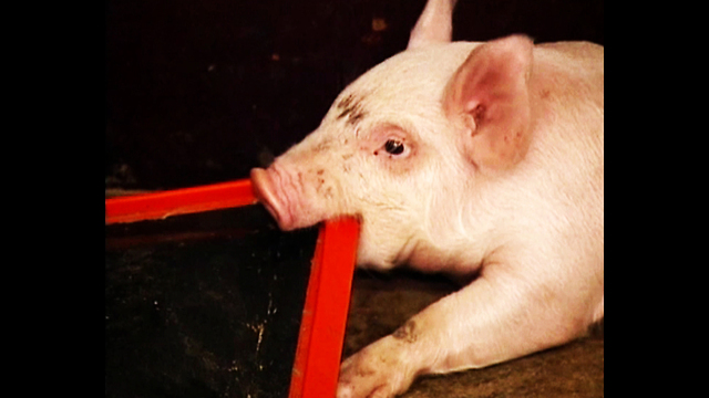 Piggy Water Bed