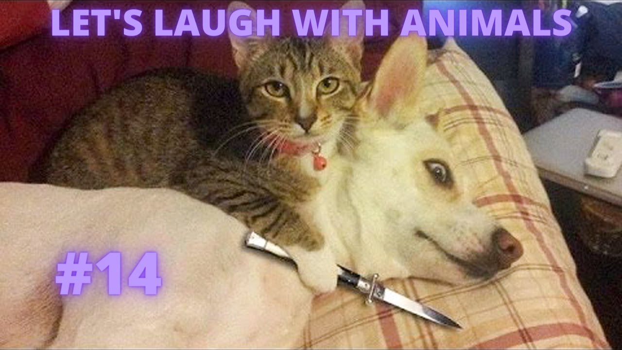 LET'S LAUGH WITH ANIMALS | #14