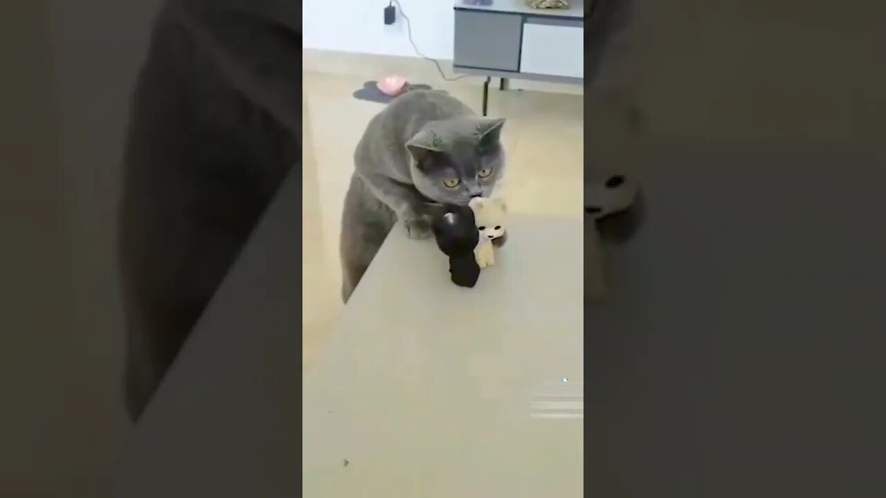 Beautiful cat playing with toys #shorts #cat