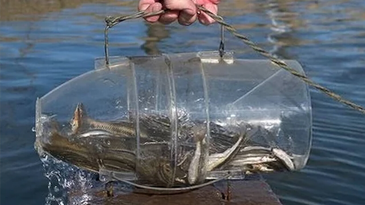 How to make a fish trap in 30 seconds