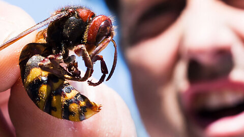 Giant Hornets Caught in Trap