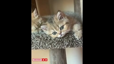 funny cat videos cute cat videos cute animals funny cats #shorts #shortsfunny #cutecat #funnycat