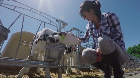 Farm girl is petting little calf