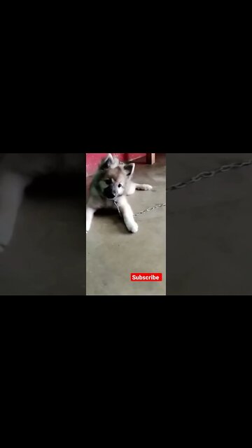 cute #dog short video| cute puppy shorts| #short #shortvideo #firstshortvideo #cutedog #dogs #shorts