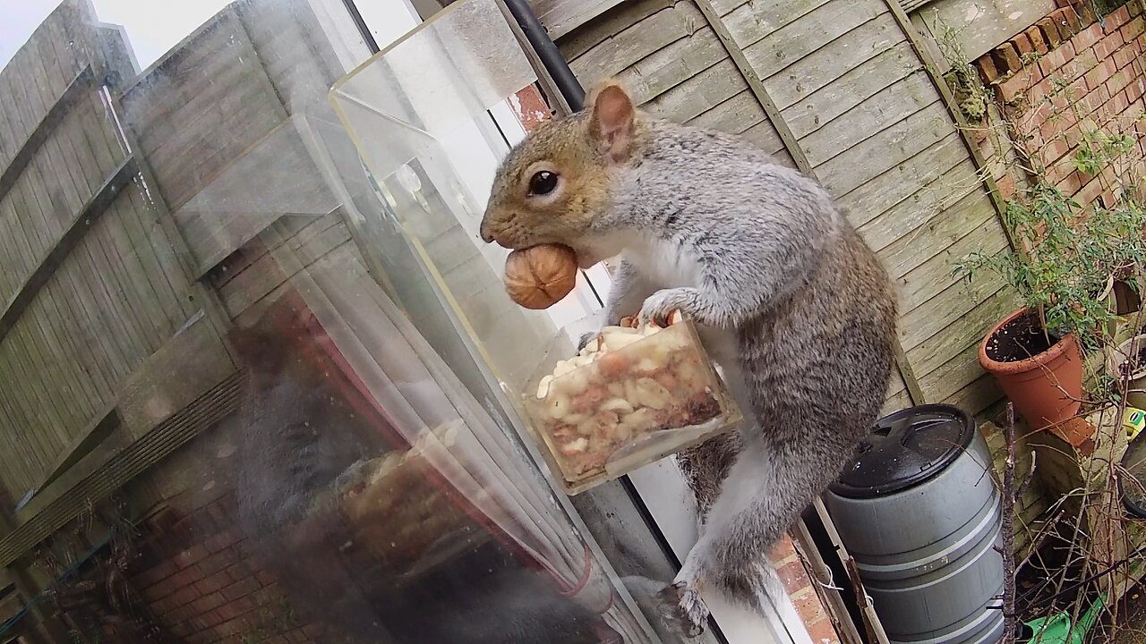 Squirrel Christmas Nuts