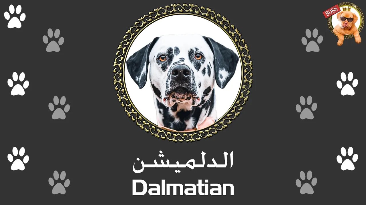 الدلميشن | ليه الناس ما بتربيش دلميشن مع إنه بيعمل كل حاجة إتفرج للآخر و شوف بنفسك | Dalmatian Dog