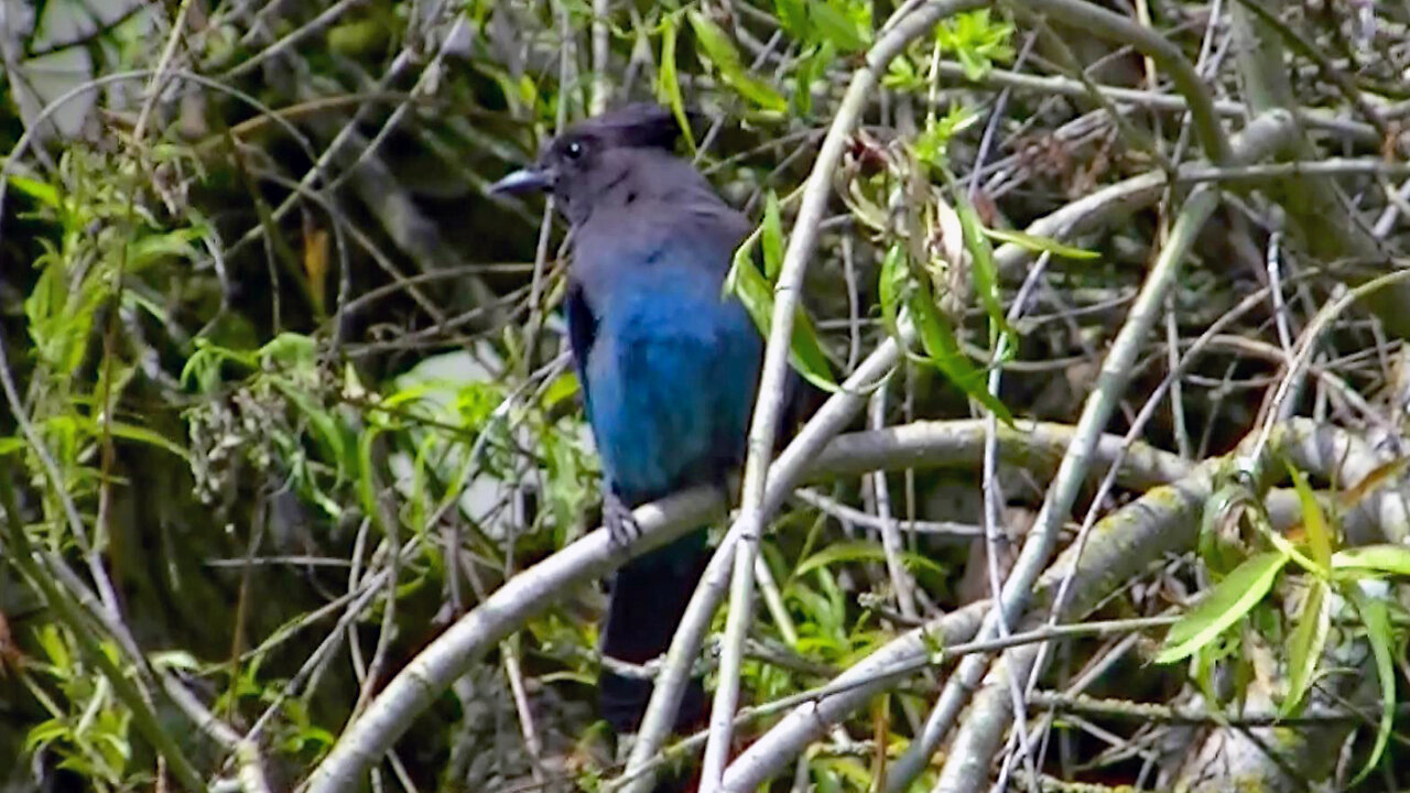 IECV NV #543 - 👀 Steller's Jay Up In The Weeping Willow Tree Grooming it's Self 🐦 5-8-2018